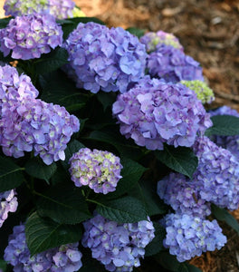 Let's Dance® Blue Jangles® Hydrangea