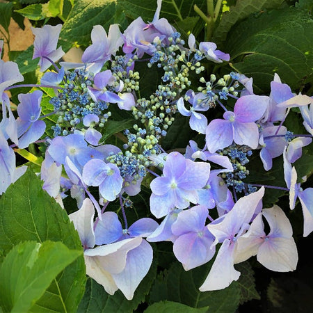 ® Choice® Lets Dance Diva ® Hydrangea