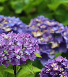 Let's Dance® Rhythmic Blue® Hydrangea