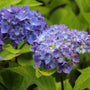 close up rhythmic blue lets dance hydrangea