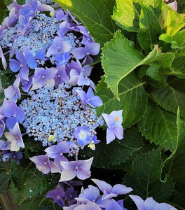 Hydrangea Tiny Tuff Stuff 3G • Cross Creek Nursery and Landscape