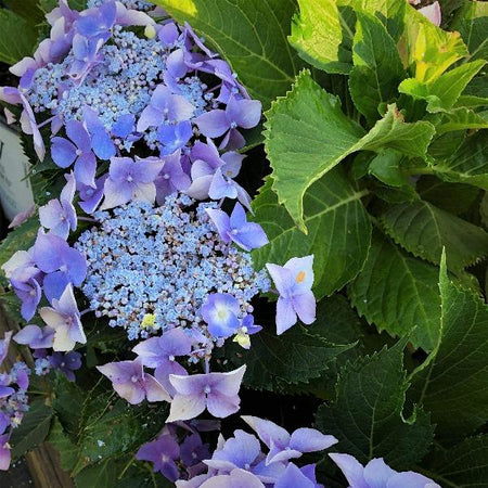 ® Choice® Lets Dance® Starlight Hydrangea