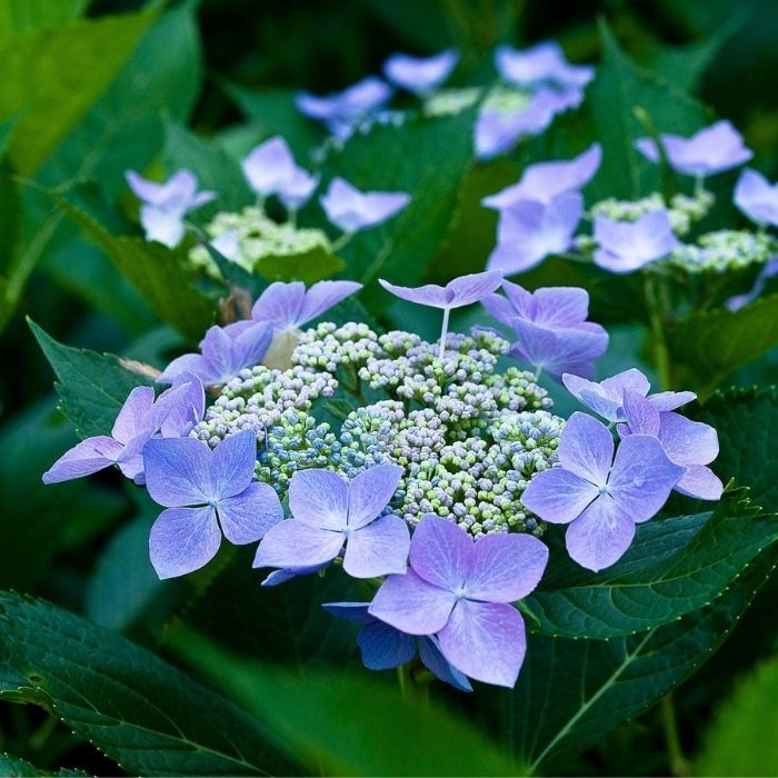 Let's Dance Starlight Bigleaf Hydrangea for Sale | Garden Goods Direct
