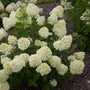 Mature Little Lime hydrangea covered in blooms