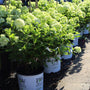 little lime hydrangeas in 3 Gallon Pots