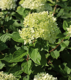 Little Lime® Hydrangea