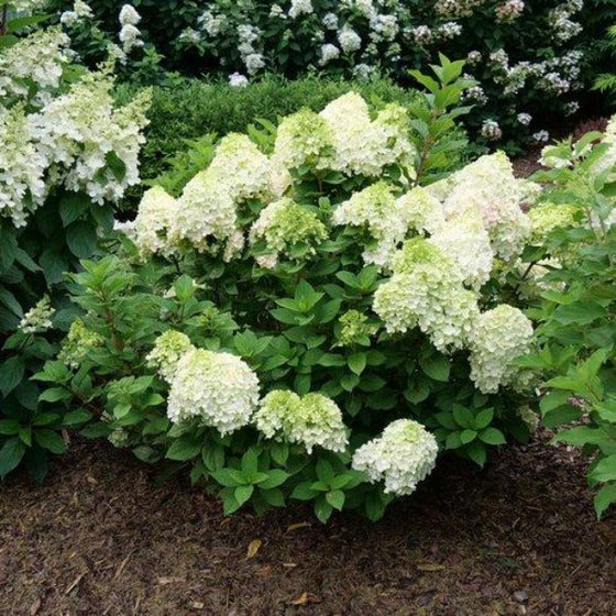Little Lime Punch Hydrangea in the summer