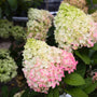 little lime punch hydrangea color transition