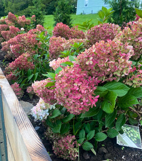 Little Lime Punch® Hydrangea
