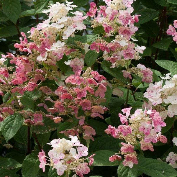 Buy Little Quick Fire® Hydrangea Online | Garden Goods Direct