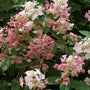 a closer look at the heart shaped pink petals of the quick fire hydrangea