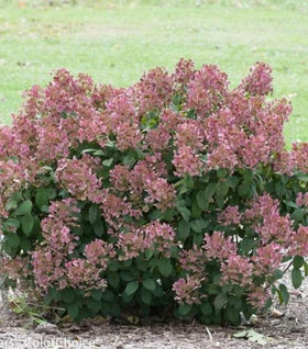Little Quick Fire® Hydrangea