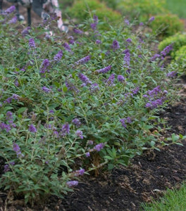 Proven Winners® Color Choice® Lo & Behold® 'Blue Chip' Butterfly Bush