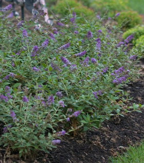 Proven Winners® Color Choice® Lo & Behold® 'Blue Chip' Butterfly Bush