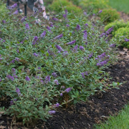 ® Choice® Lo & Behold® Blue Chip Butterfly Bush