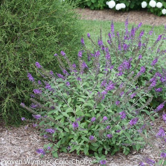 purple blooming dwarf butterfly bush lo and behold blue chip jr