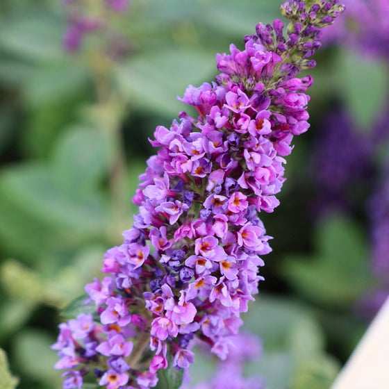 purple blooming dwarf butterfly bush lo and behold blue chip jr