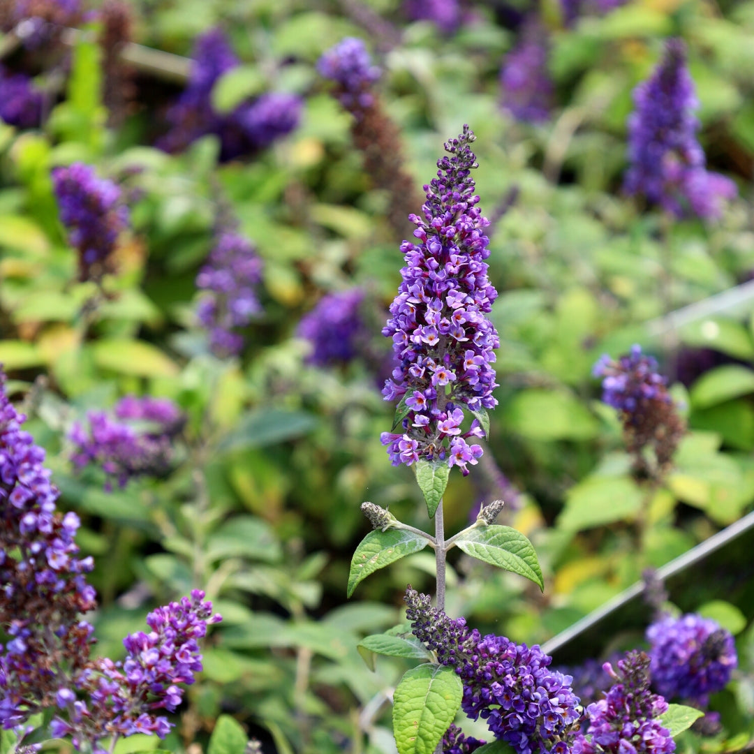 Lo \u0026 Behold® 'Blue Chip Jr.' Butterfly Bush - 3 Gallon Pot, image size:1080x1080
