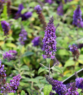 Lo & Behold® 'Blue Chip Jr.' Butterfly Bush