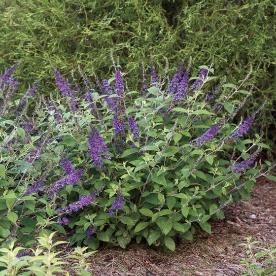 Lo and Behold Blue Chip Jr Butterfly Bush