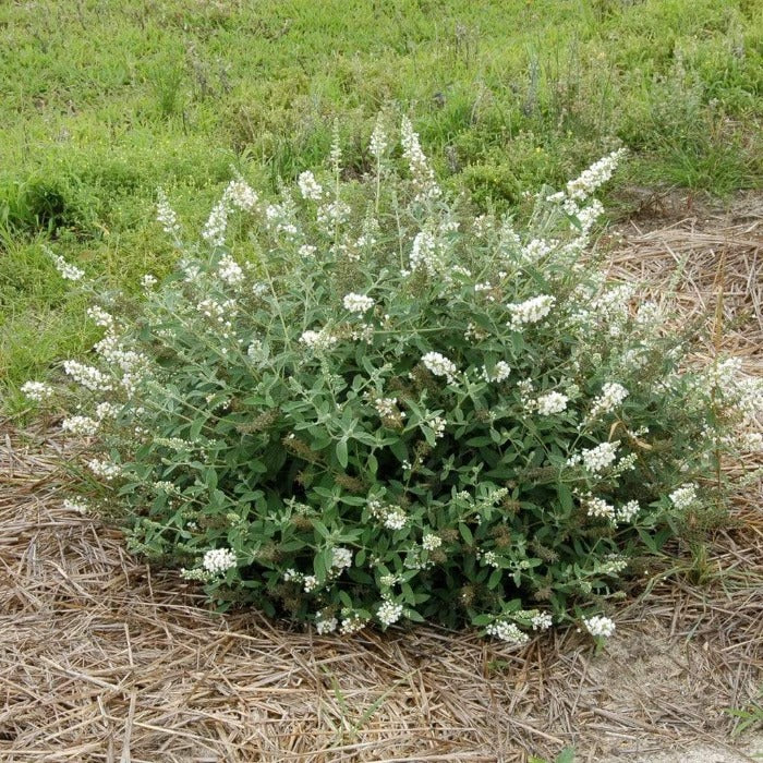 Lo and Behold Ice Chip Butterfly Bush for Sale | Garden Goods Direct