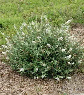 Lo & Behold® 'Ice Chip' Butterfly Bush