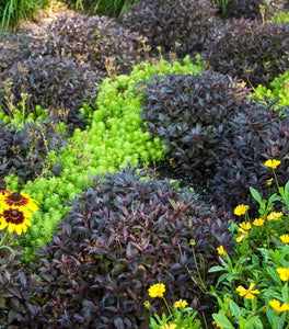 Midnight Wine® Weigela