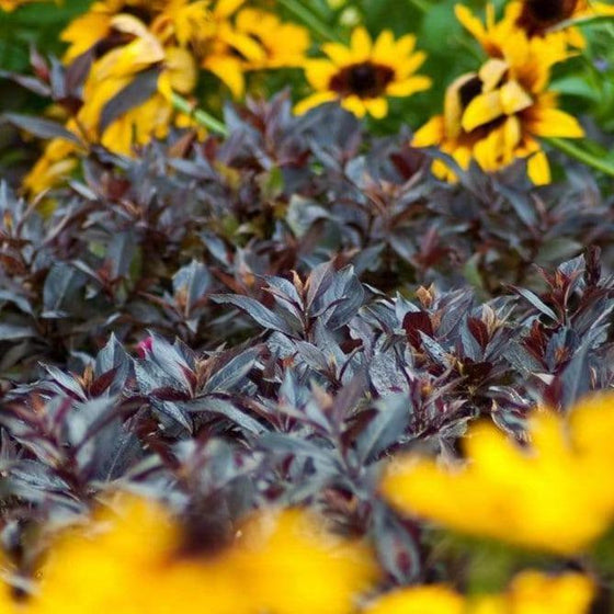 Weigela Midnight Wine Shrubs with purple foliage planted in a garden