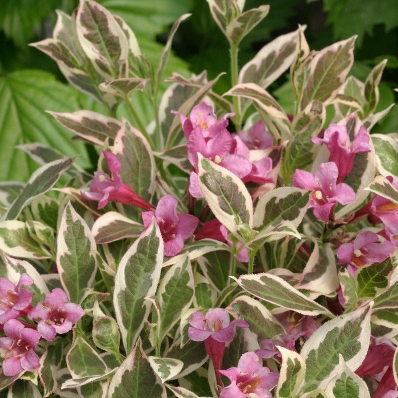 My Weigela for Sale Garden Goods Direct