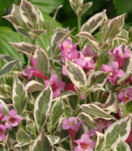 Proven Winners® Color Choice® My Monet® Weigela