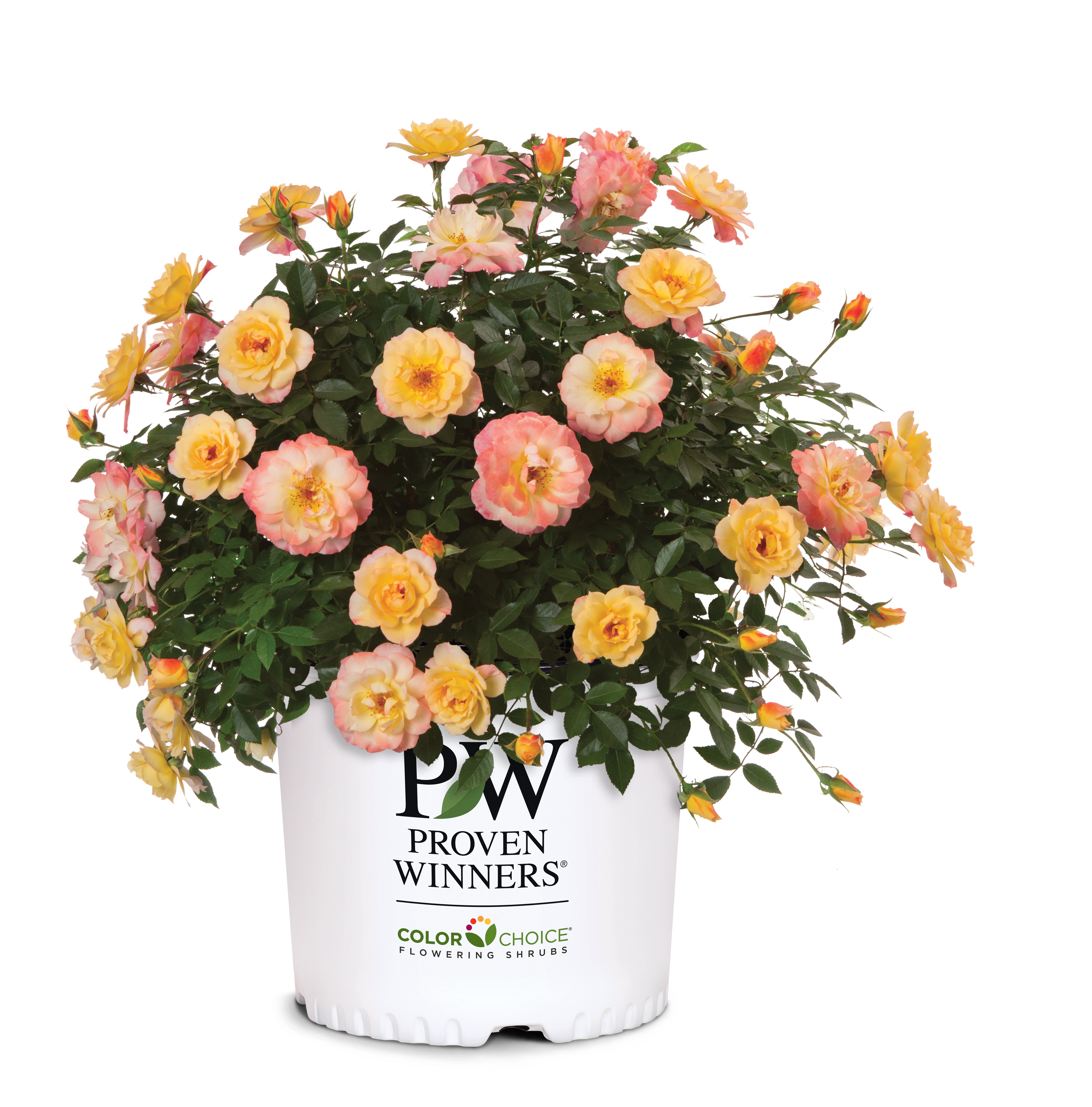 Buy Proven Winners® Color Choice® Oso Easy Italian Ice® Rose Online