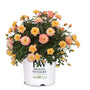 Proven Winners® Color Choice® Oso Easy Italian Ice® Rose
