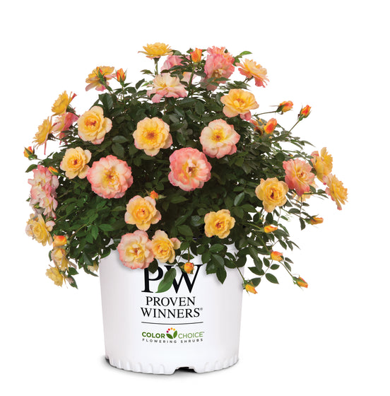 Proven Winners® Color Choice® Oso Easy Italian Ice® Rose