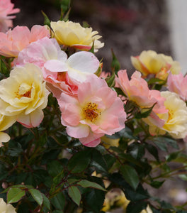 Proven Winners® Color Choice® Oso Easy Italian Ice® Rose