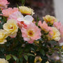 Close-up of pink and yellow roses with green leaves.