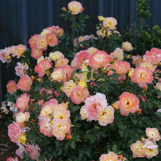 multicolored flowers of the oso easy italian ice planted in front of a blue fence 