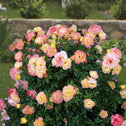 vibrant pinks yellows and whites of the oso easy italian ice rose bush