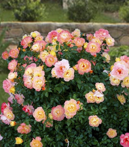 Proven Winners® Color Choice® Oso Easy Italian Ice® Rose