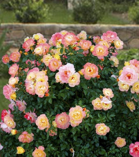 Proven Winners® Color Choice® Oso Easy Italian Ice® Rose