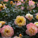 multi colored roses of the italian ice oso easy bush with yellow whit and pink hues