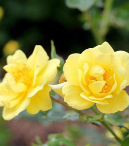 Proven Winners® Color Choice® Oso Easy Lemon Zest® Rose