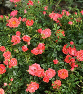 Proven Winners® Color Choice® Oso Easy® Mango Salsa Rose