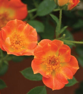 Proven Winners® Color Choice® Oso Easy® Paprika Rose