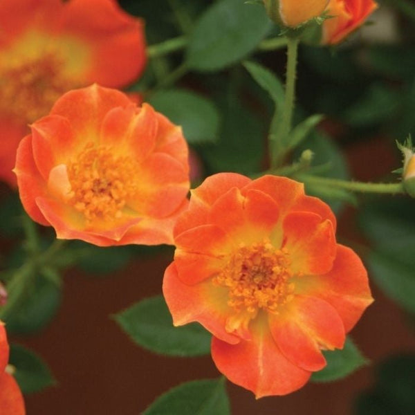 Buy Proven Winners® Color Choice® Oso Easy® Paprika Rose Online