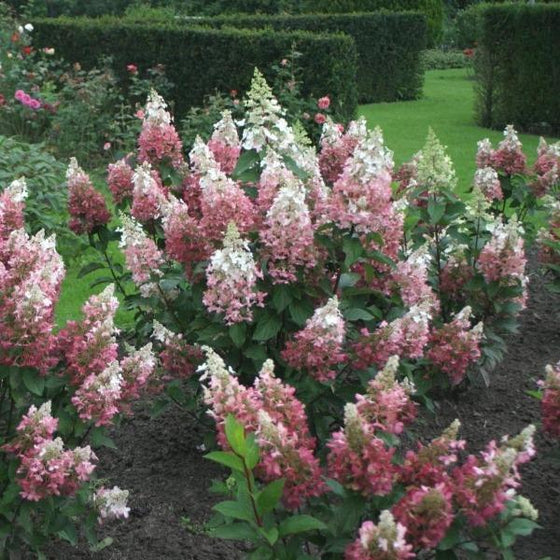 Hydrangea Paniculata Pinky Winky shrubs in a mulched garden