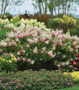 Pinky Winky® Hydrangea