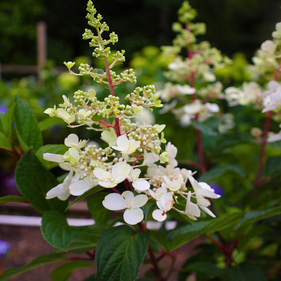 a closer look at pinkie winkie flowers in bloom with both pink and white petals