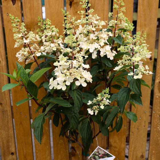 close up of hydrangea tree blooms