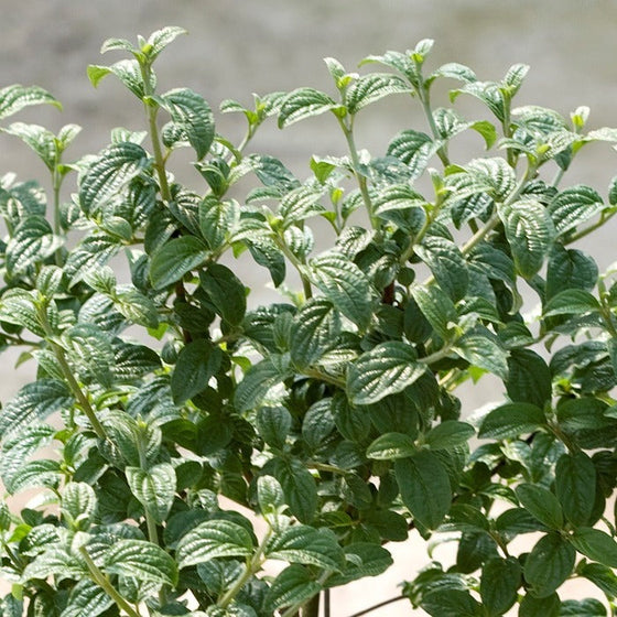Unique dark green leaves on a dogwood pucker up