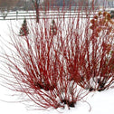 Pucker Up!® red twig dogwood in winter, compact shrub with vivid red stems glowing against snow and evergreens in a front border.